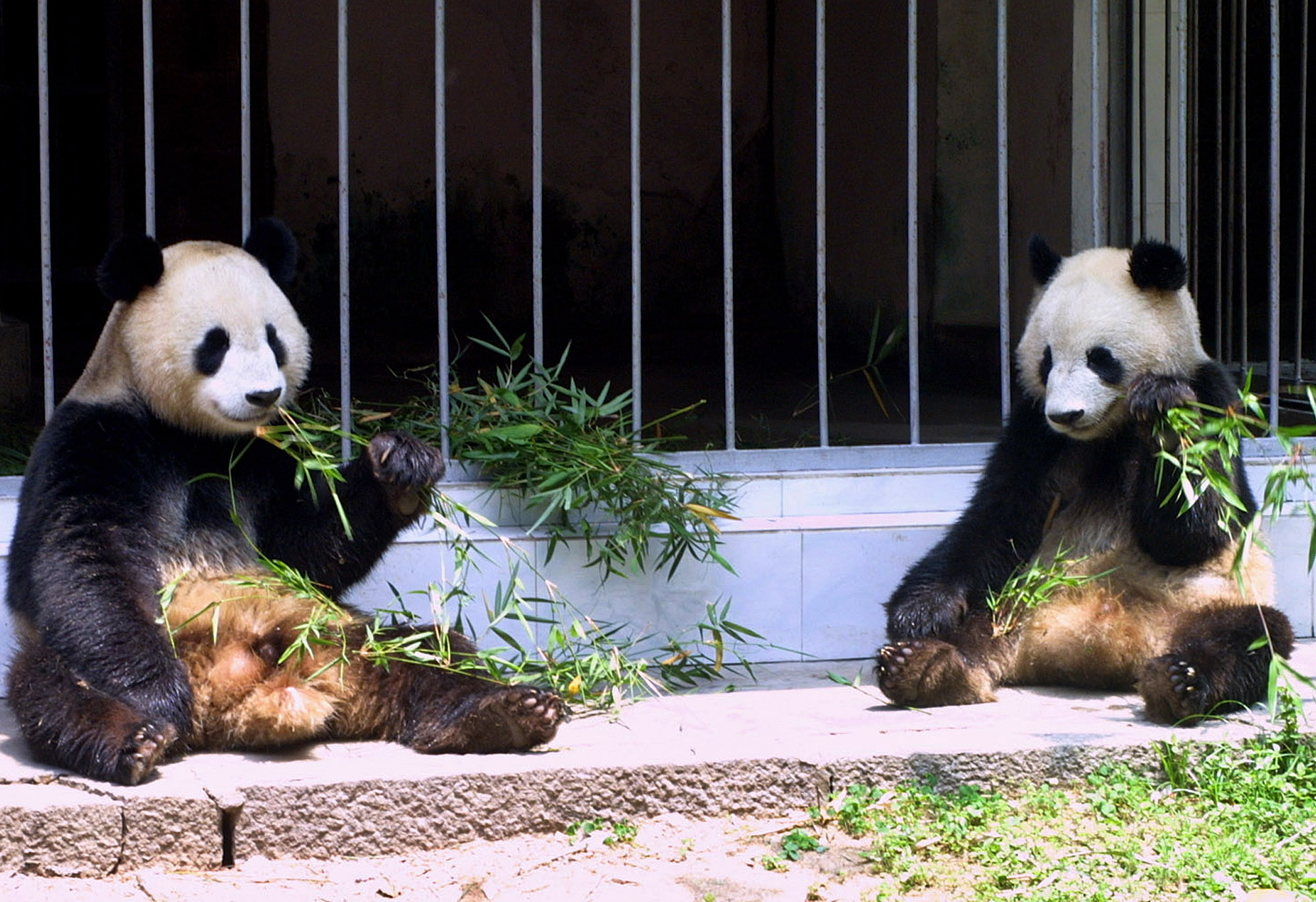 Panda, Kina, Pandor, Jättepandor, Jattepanda