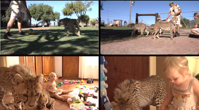Gepard,  Sötchock, VideoExtra, Sydafrika