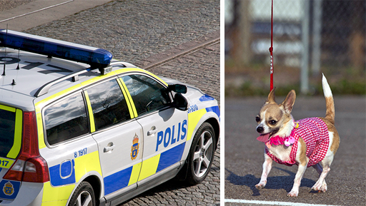 Polisbil, Hund, Chihuahua, Lund