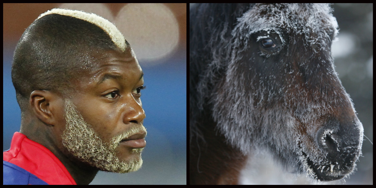 Look-a-likes, Djur, Dubbelgångare, Fotbollsspelare