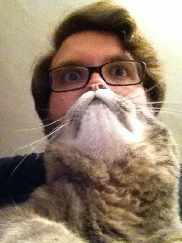Twitter, Katter, instagram, Nättrend, skägg, mem, Hundar