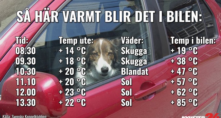 Bil, Temperatur, Hund, Svenska Kennelklubben, Varning, Instängd, YB Södermalm