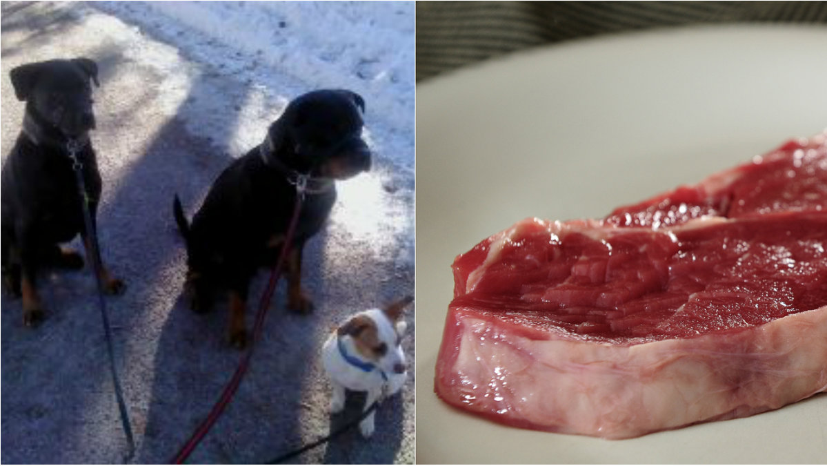 En av hundarna var nära att äta upp köttbiten.