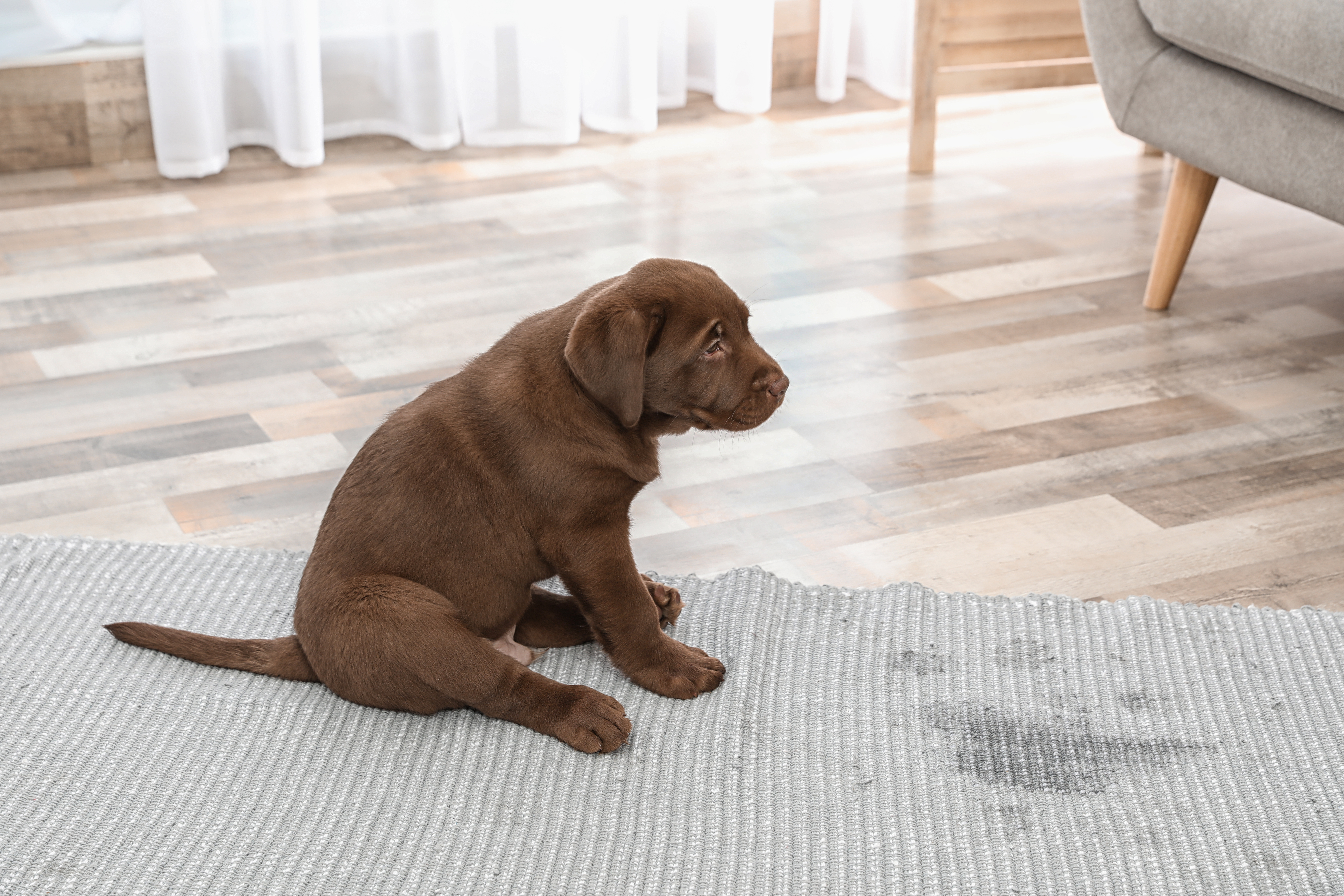 Hund kissar Hund kissar