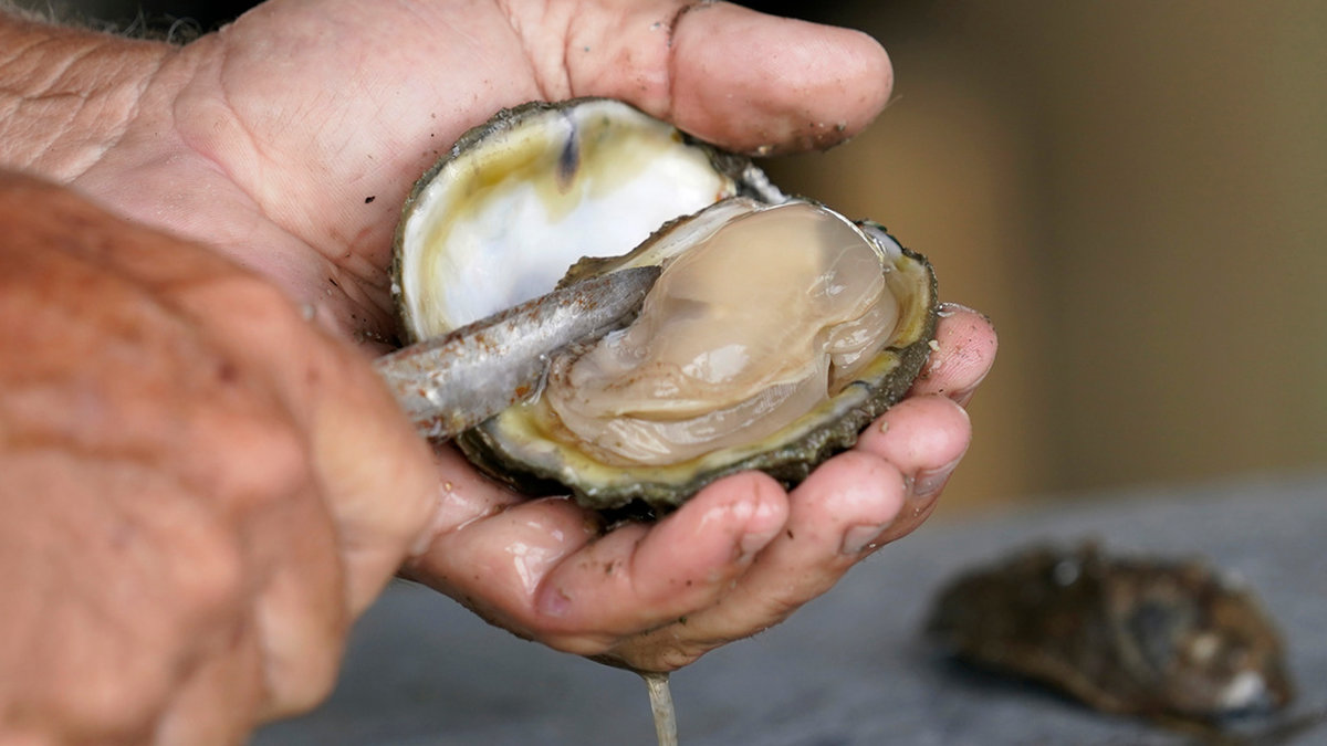 Försäljning av ostron stoppades på flera platser i Frankrike inför nyårshelgen efter larm om magsjuka. Arkivbild.