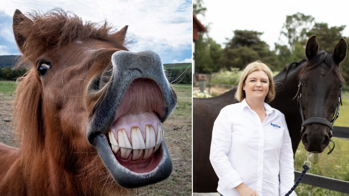 Veterinären Anette Graf tipsar om hur du märker att din häst är olycklig.