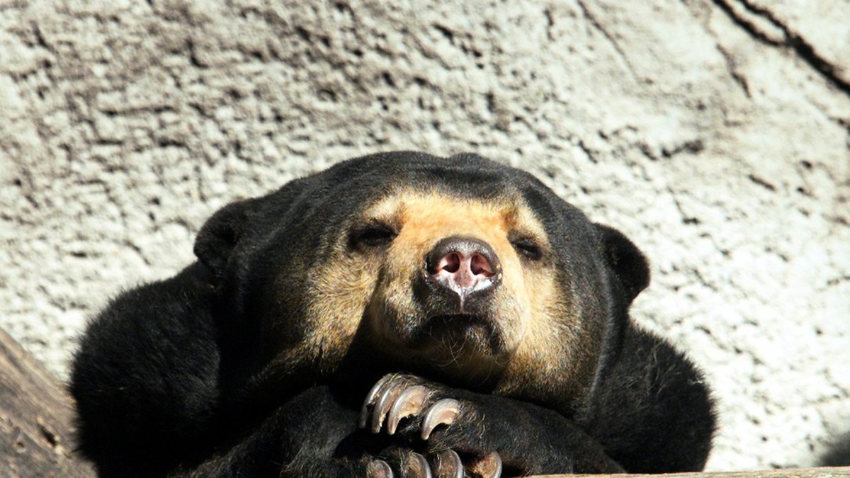 Malajbjörnen är den minsta av alla björnar. Arkivbild.