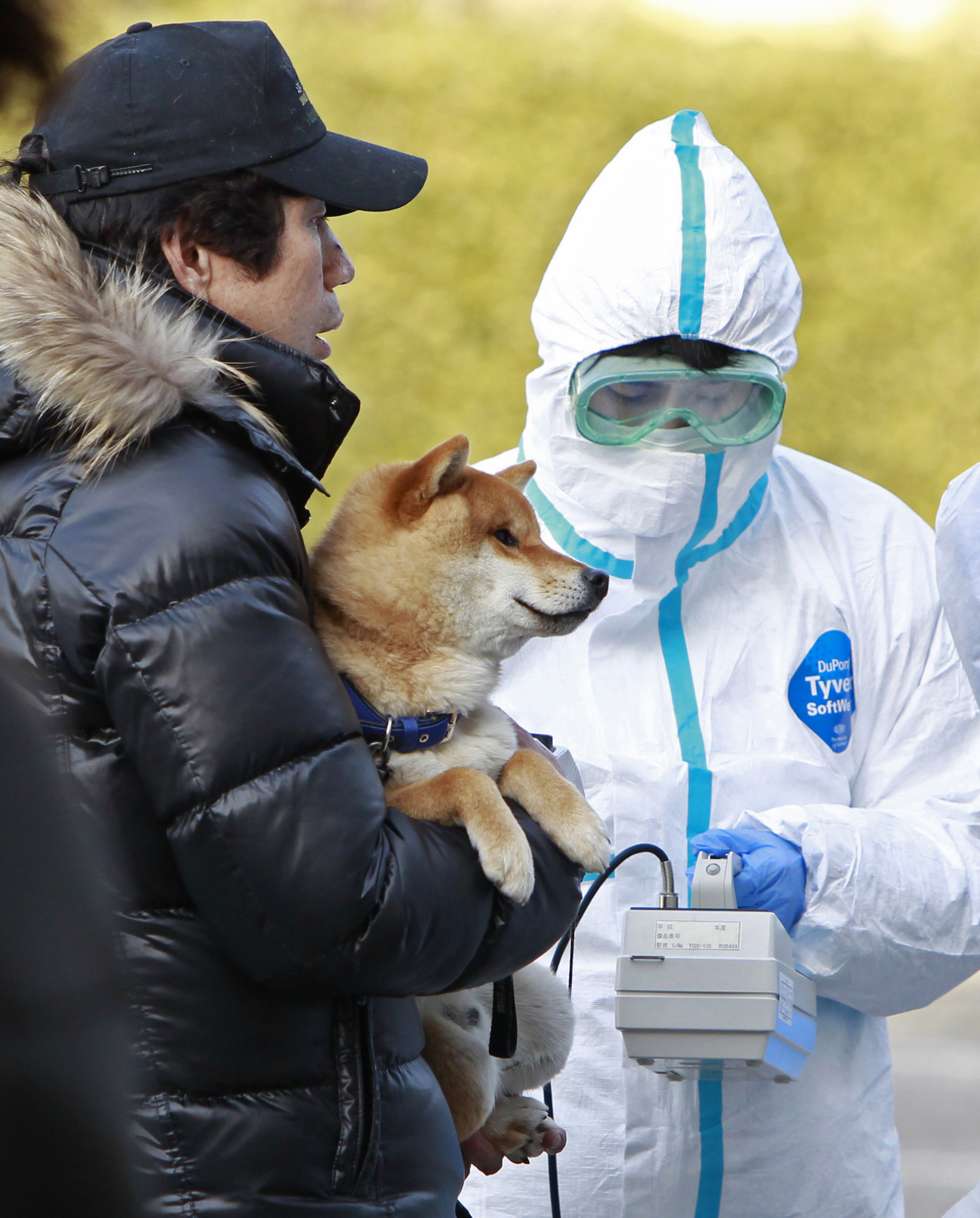 Hund scannas för radioaktiv strålning i Koriyama, Fukushima.