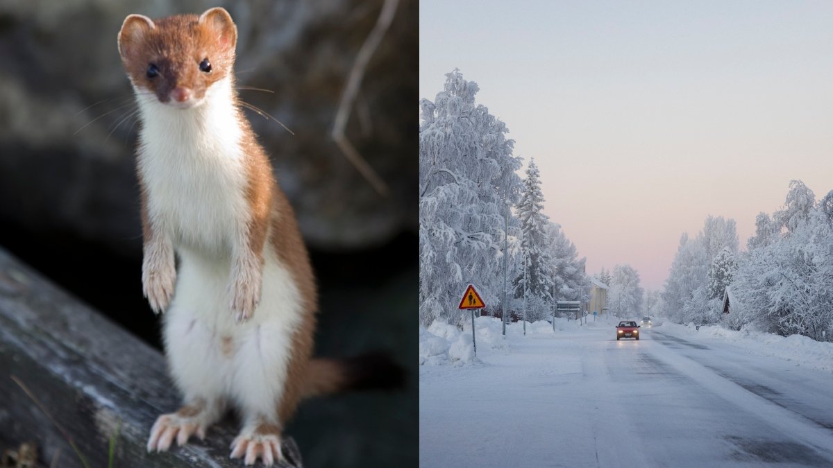 Djur med vinterskrud riskerar att försvinna när klimatförändringarna minskar mängden snö.