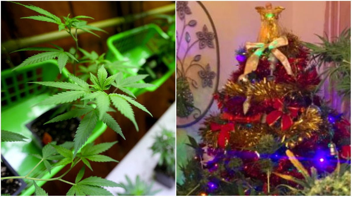 Planta, Cannabis, Marijuana, Julgran
