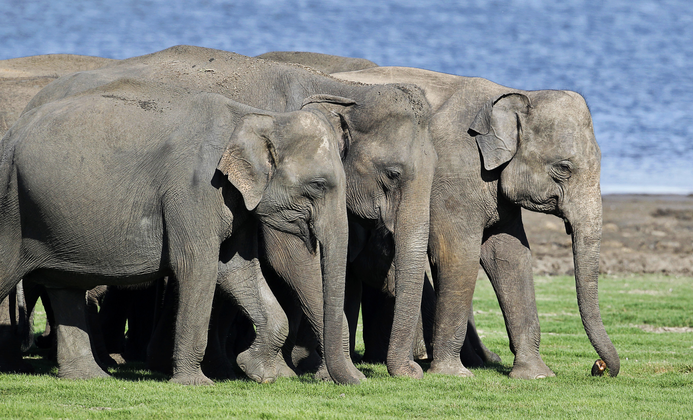 Elefanter är växtätare och konsumerar 100 till 150 kg växtmaterial per dag. Deras föda består av gräs, löv, frukter och små grenar och kvistar.