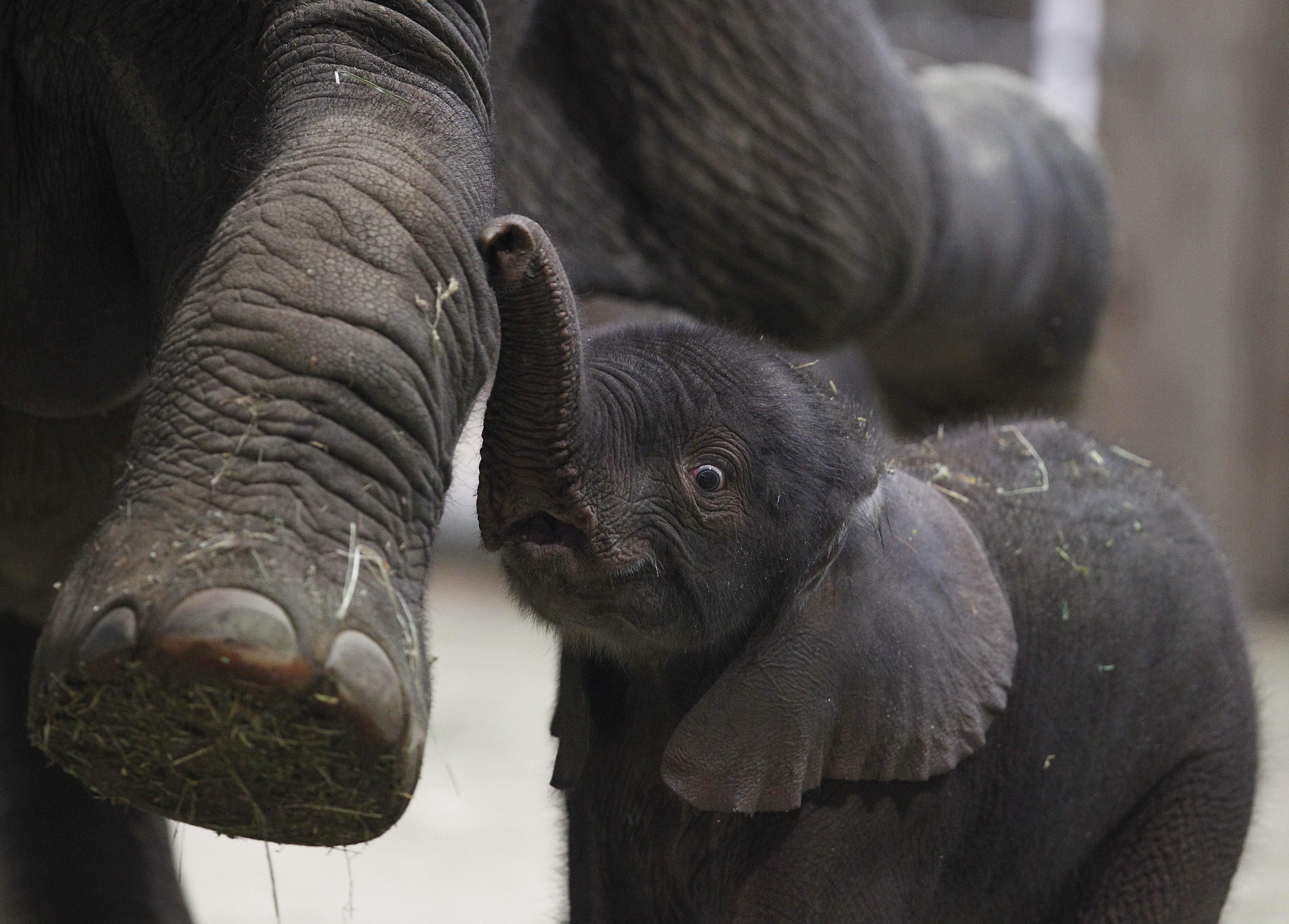 Elefantkalvarna kan inte klara sig själv utan sina föräldrar. 