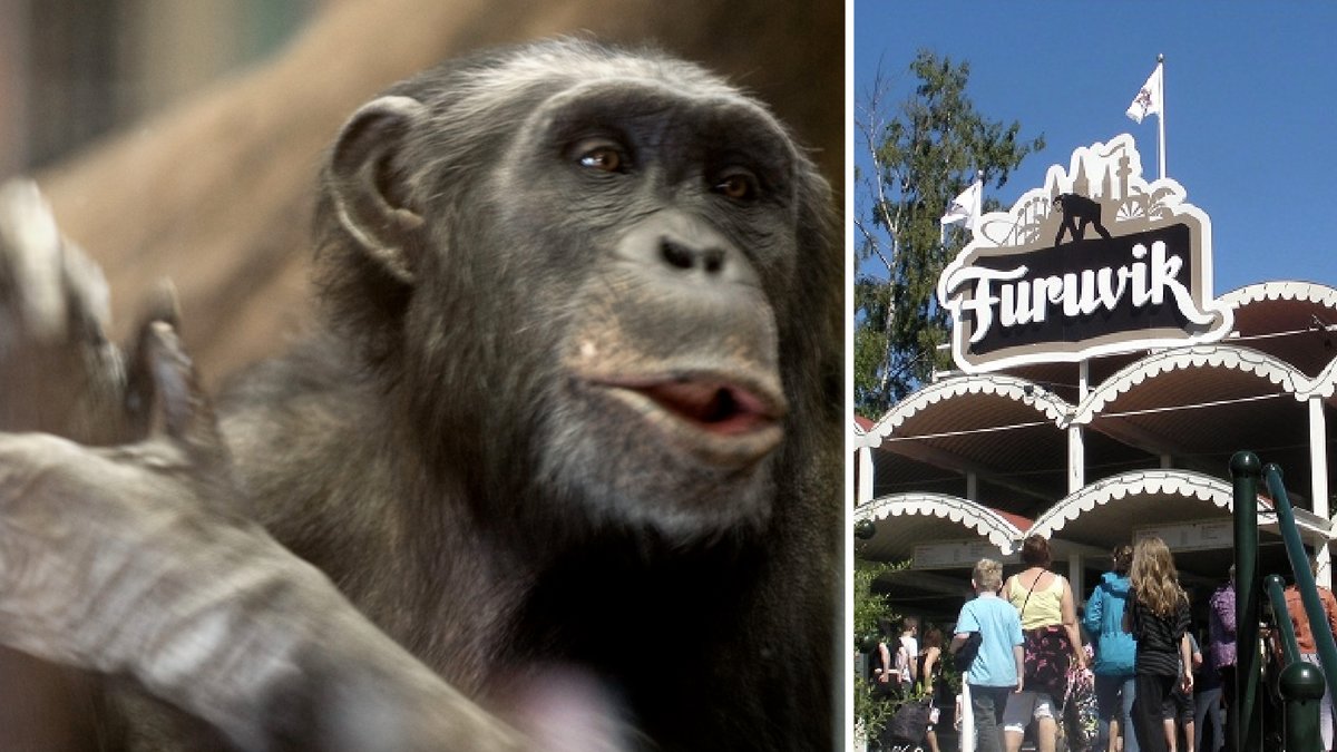 Schimpanserna i Furuviksparken fortsatt lösa inne i aphuset