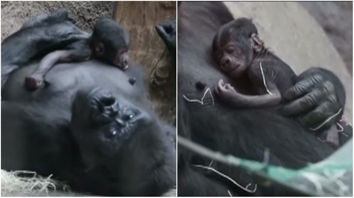 Den 24-åriga gorillan Shinda anklagades för att vara tjock.