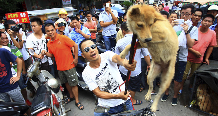 Hund, Yulin, Kina