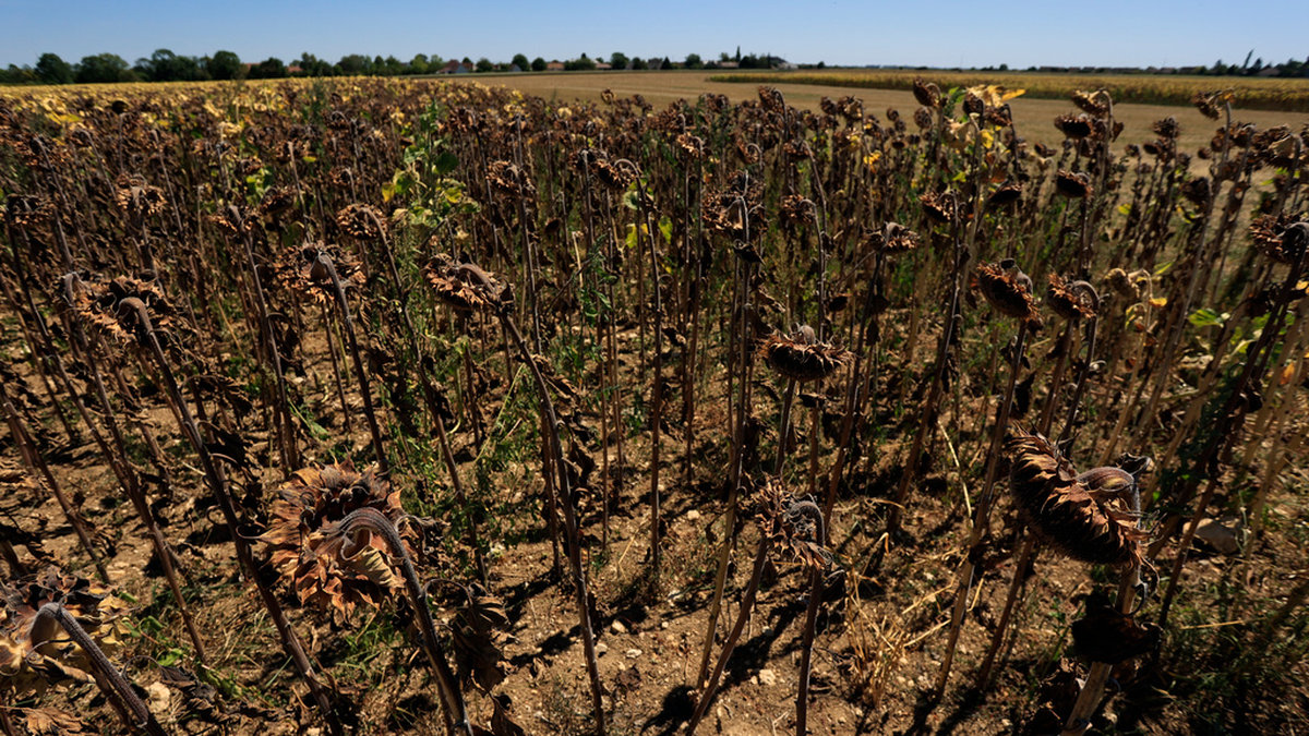 Förtorkat solrosfält i Frankrike. Landet har drabbats av flera extrema värmeböljor i år och regeringen varnar för den värsta torkan på länge. Många bönder ser nu minskade skördar. Arkivbild.