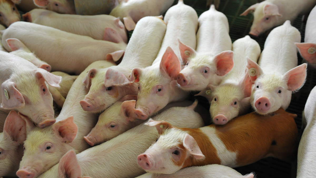 I Danmark kritiseras en ny metod att maximera vinsten för grisbönderna. 