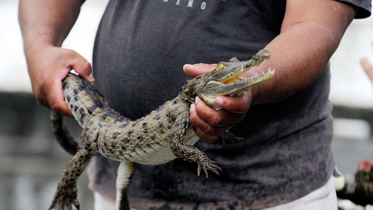 Det här är väl en mer lagom storlek på krokodiler?