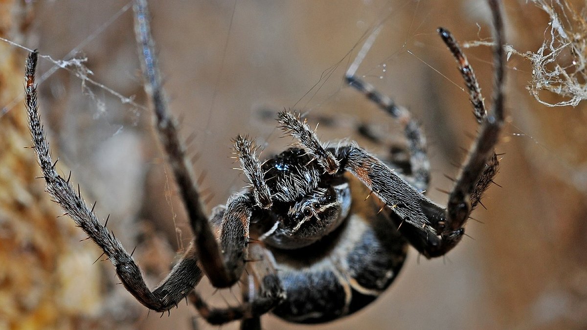 Många tycker att spindlar är lite läskiga, men de är även väldigt fascinerande varelser.