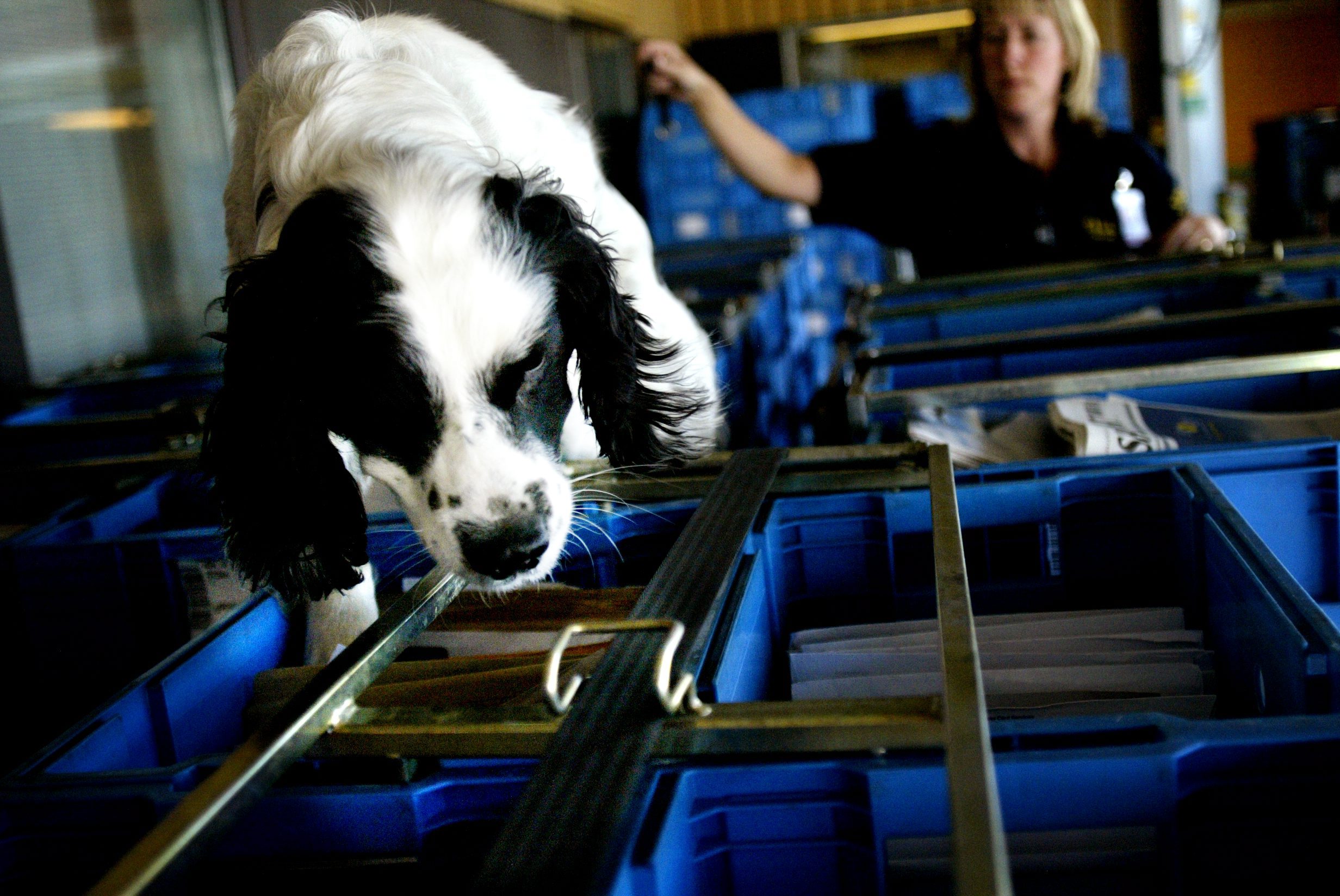 Narkotikahunden Baz har fått utmärkelsen Årets narkotikahund efter att ha hittat knark för 7,4 miljoner kronor. Baz arbetar för det mesta med att snoka igenom post och annan frakt på Arlanda. 