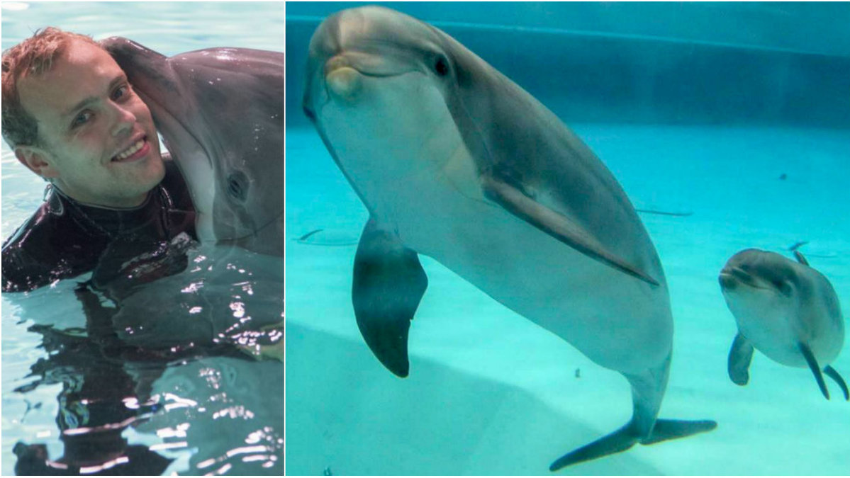 Det har fötts en delfinkalv på Kolmården zoo