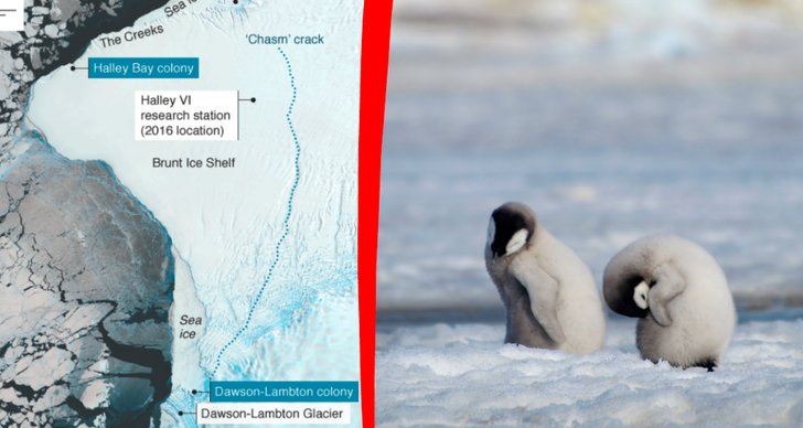 Pingvin, Antarktis