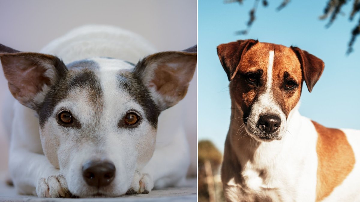 Att hitta rätt hundnamn till din jack russell terrier kan vara en utmaning.