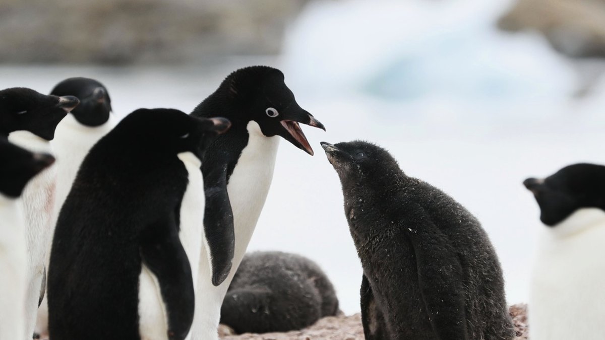 Adéliepingviner på Antarktis. Arkivbild. o