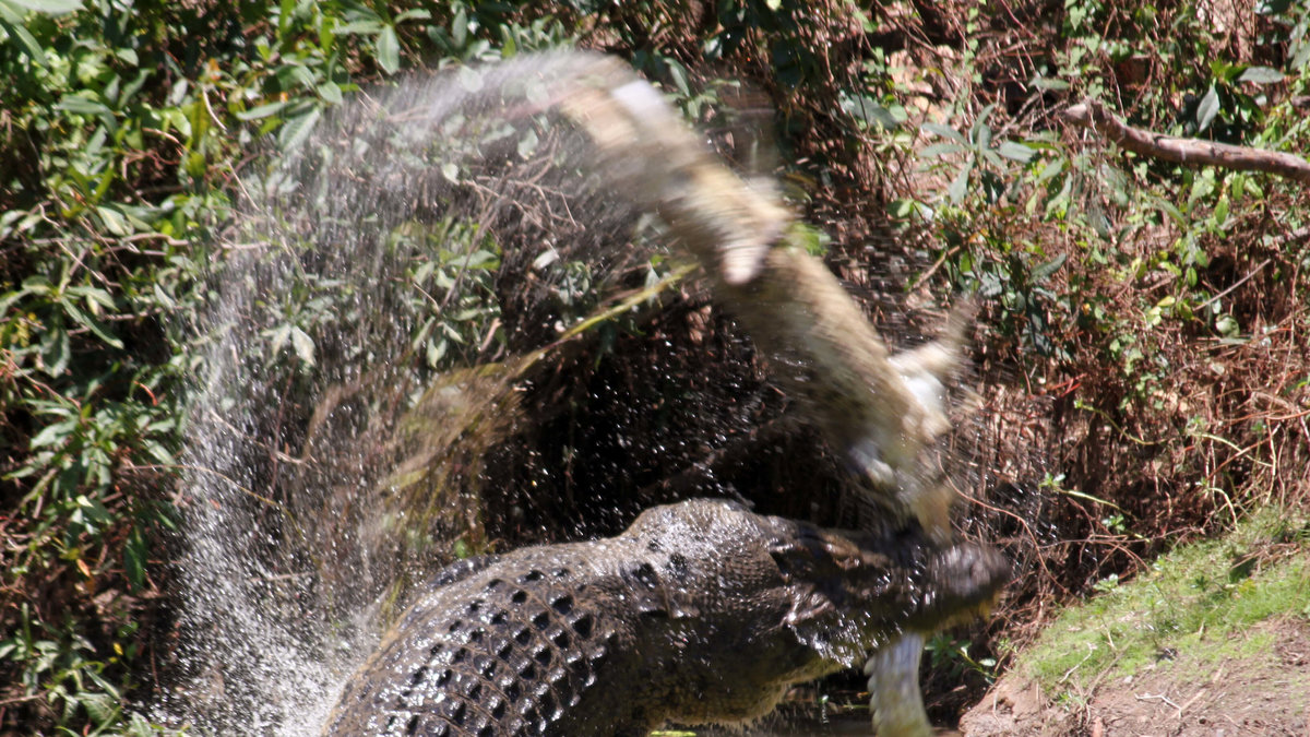 En vanlig krokodil fångar sitt byte. Tur att det inte finns krokodiler på tio meter i dag. 
