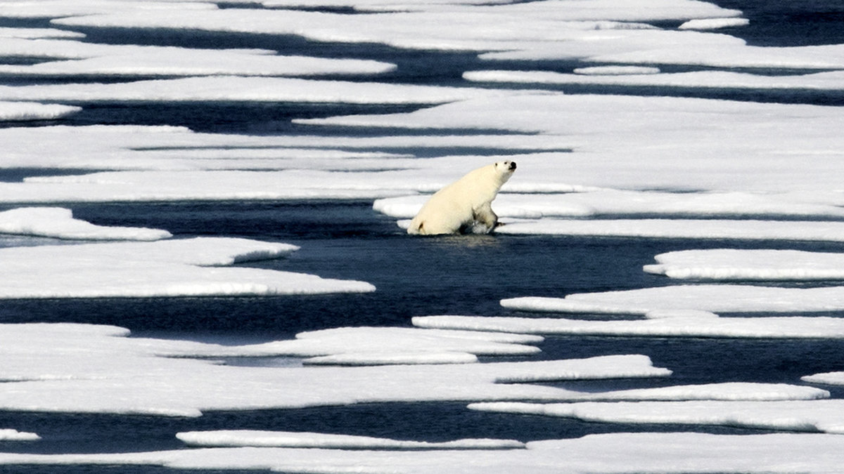 En isbjörn klättrar upp ur vattnet i kanadensiska Franklin Strait 2017.
