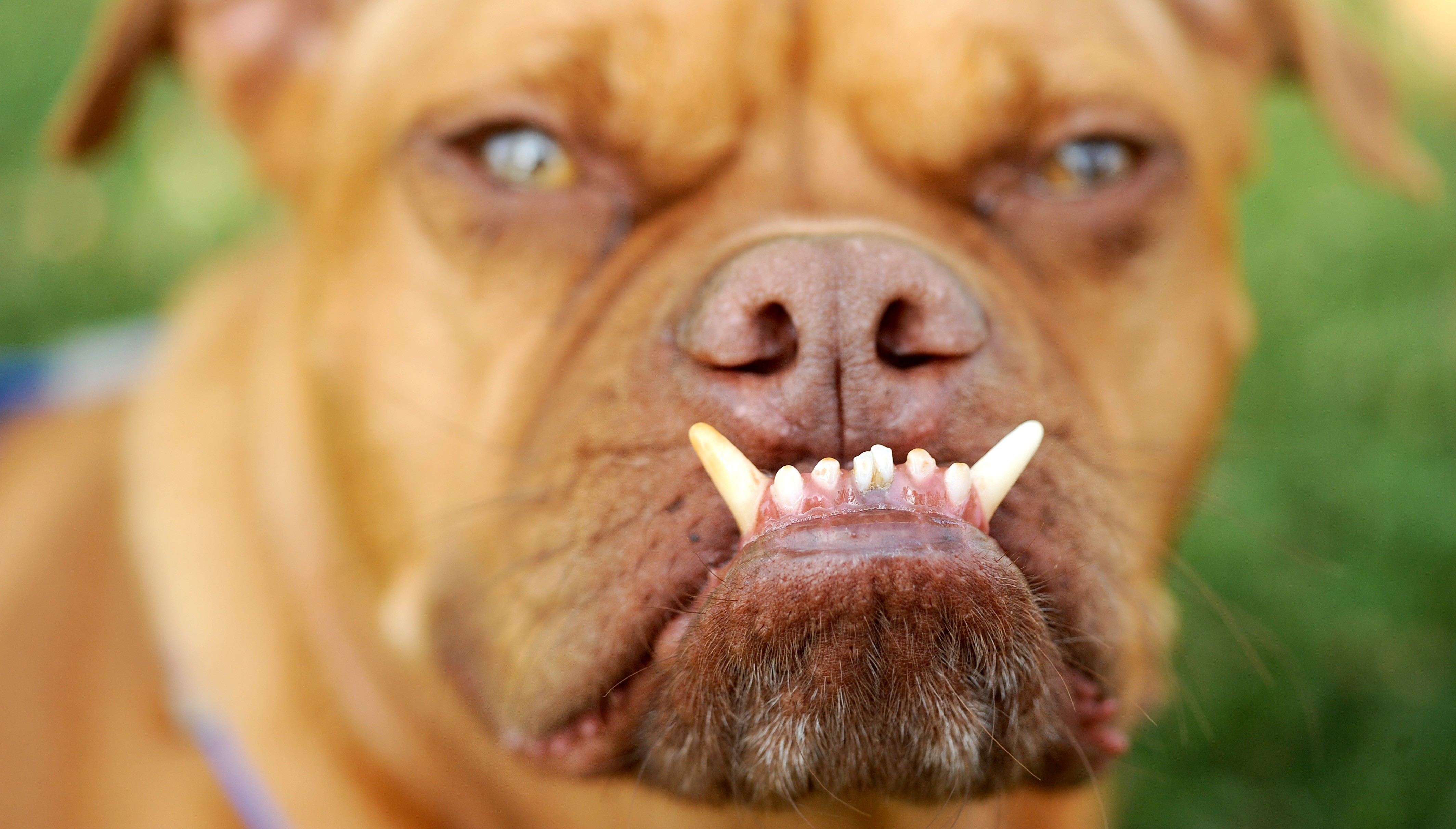 Det här är Pabst. Han tycker om att visa sina tänder.
