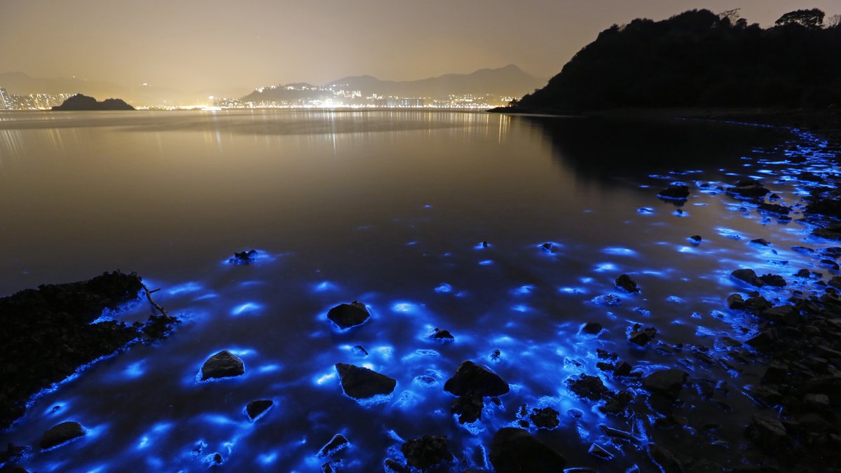 Hong Kongs befolkning fick rådet att hålla sig borta från vattnet, då algerna kan vara väldigt giftiga. 