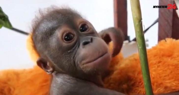 Apa, orangutang, Bebis