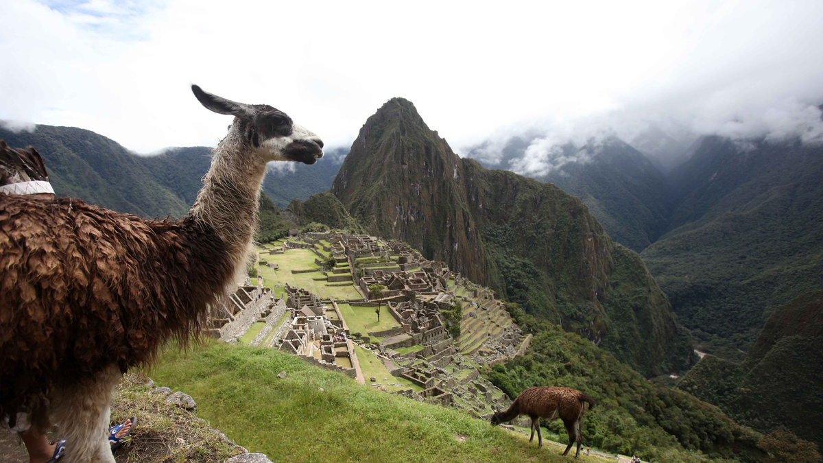 Drömplats i Machu Picchu med dessa lamadjur. 