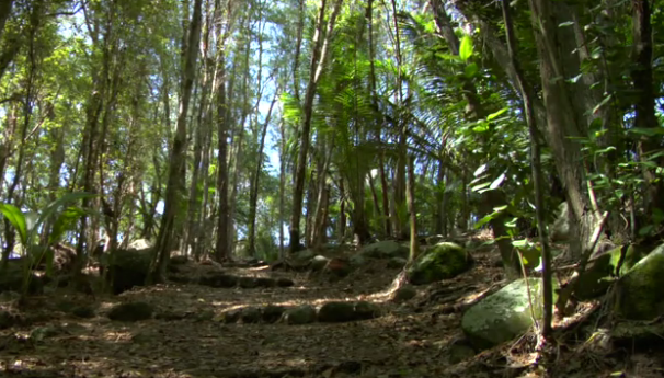 87-åringen köpte ön för 120 000 kronor. Sedan dess har han planterat över 16 000 träd. . .