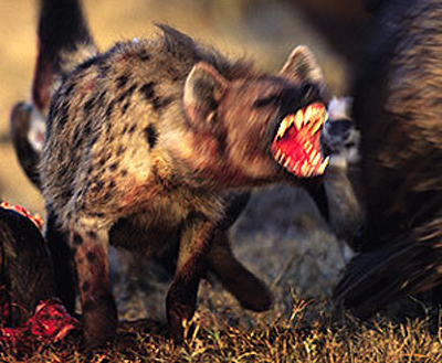 Bidragsfuskare ska tvingas posera på köpcentra - i hyenadräkt.