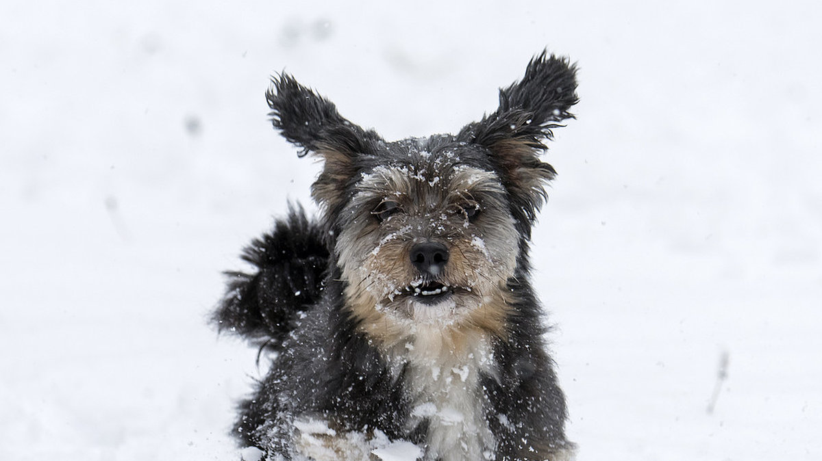 Klicka på kartan och ta reda på vilka hundar som trivs bäst i snön.