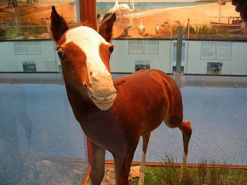 Är du en snel hest? Är du en snel hest?
