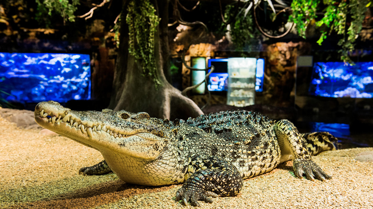 Krokodiler: En av dinosauriernas släktingar, som ofta drar ner offret i vattnet och snurrar runt, tar livet på 1 500 - 2 500 personer årligen.