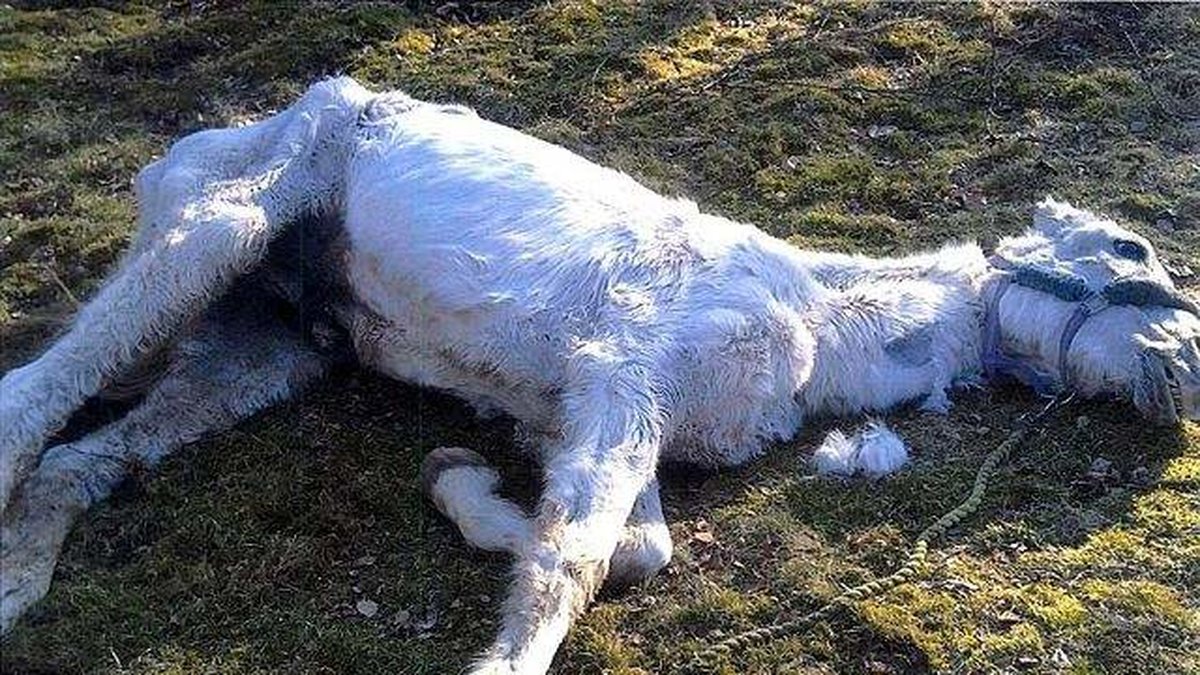 Ägaren hävdade att den livlösa hästen förgiftats med – polonium.