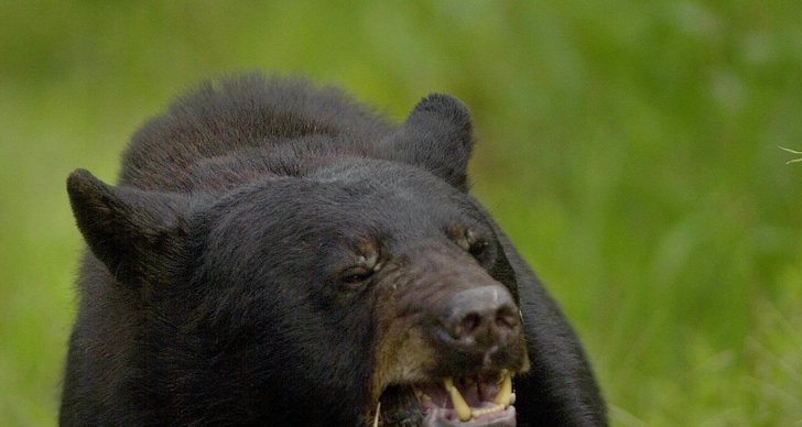 Björn, Alaska, svartbjörn, Ryggsäck, Kott