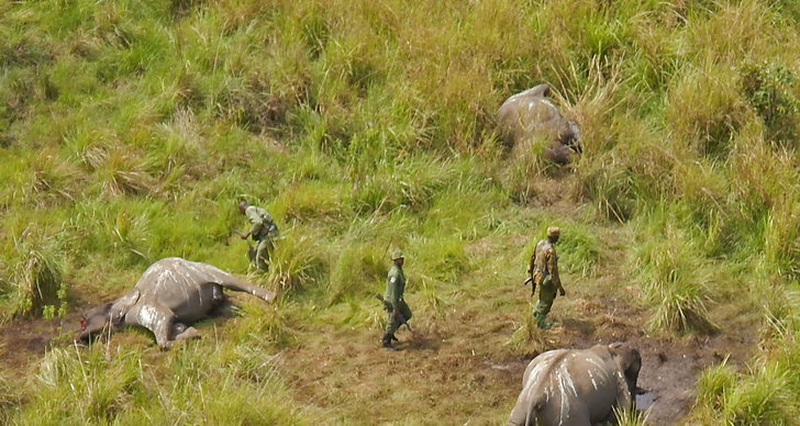 Man, Tjuvjägare, Kongo-Kinshasa, Nationalpark, Svensk