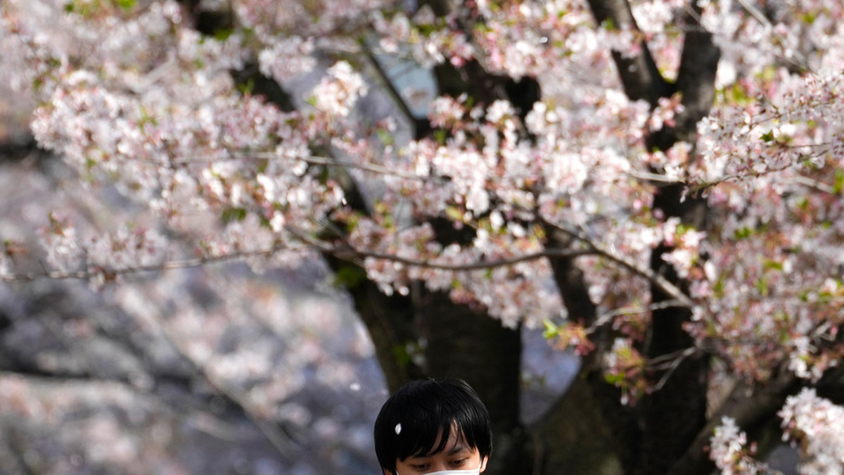 En pojke promenerar under de blommande körsbärsträden vid floden Meguro i Tokyo i början av april. Arkivbild.