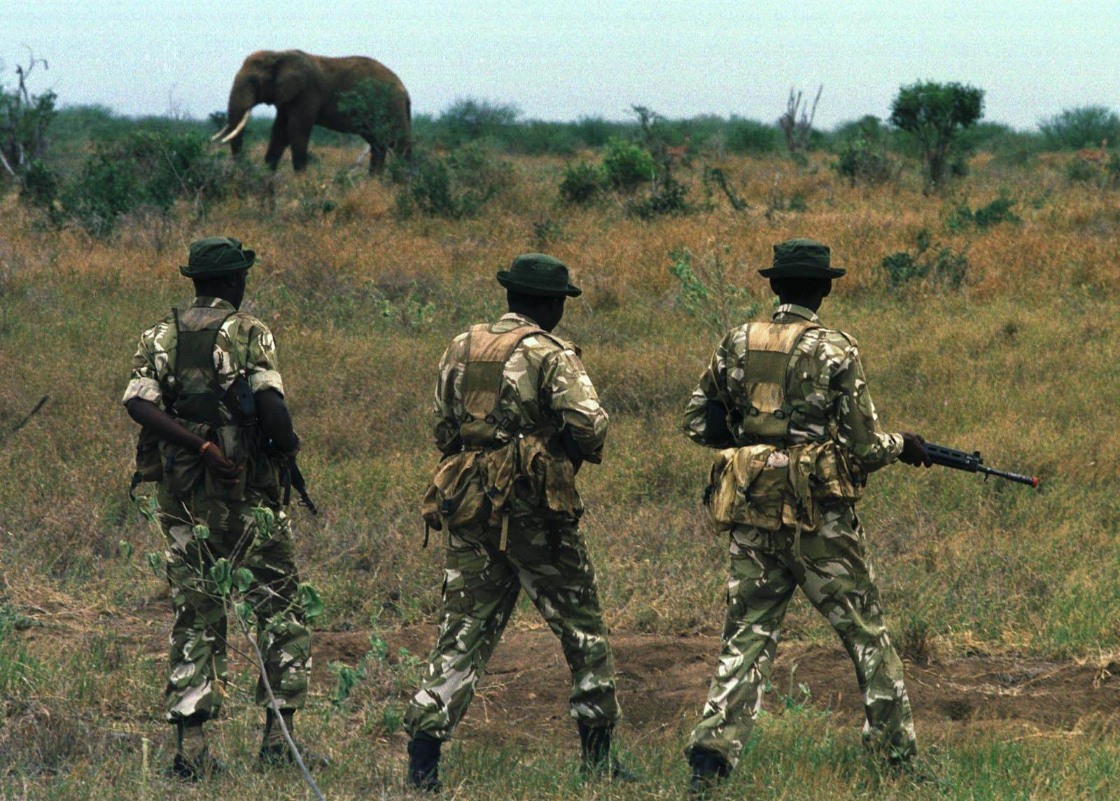 Tjuvskyttet med sudanesiska jägare har pågått i flera år. Tjuvskyttet med sudanesiska jägare har pågått i flera år.