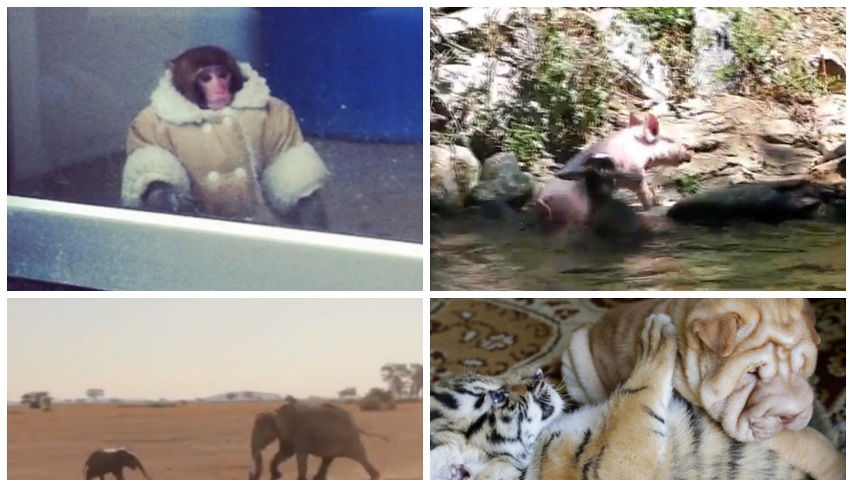Vilken djurnyhet kommer du ihåg från 2012?