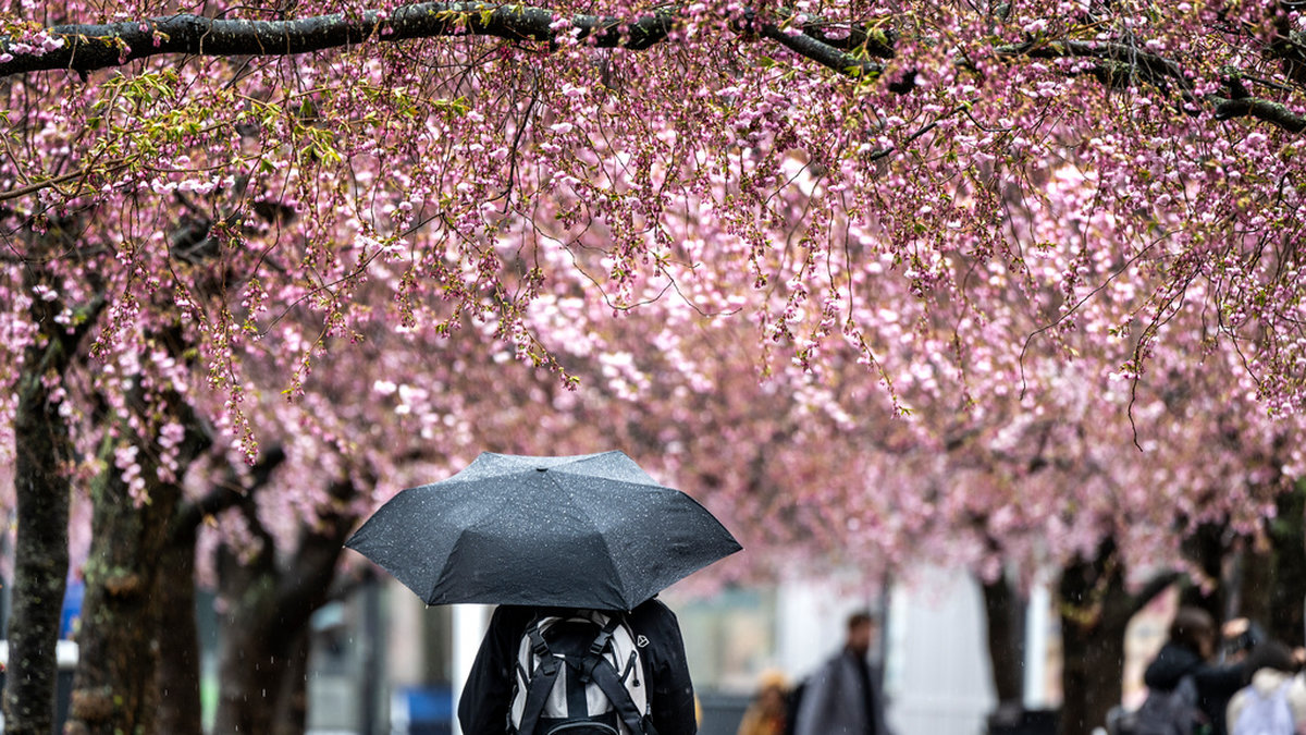 Våren har låtit väntat på sig i stora delar av Sverige. Trots det kylslagna vädret har körsbärsblommorna i Kungsträdgården i Stockholm börjat slå ut.