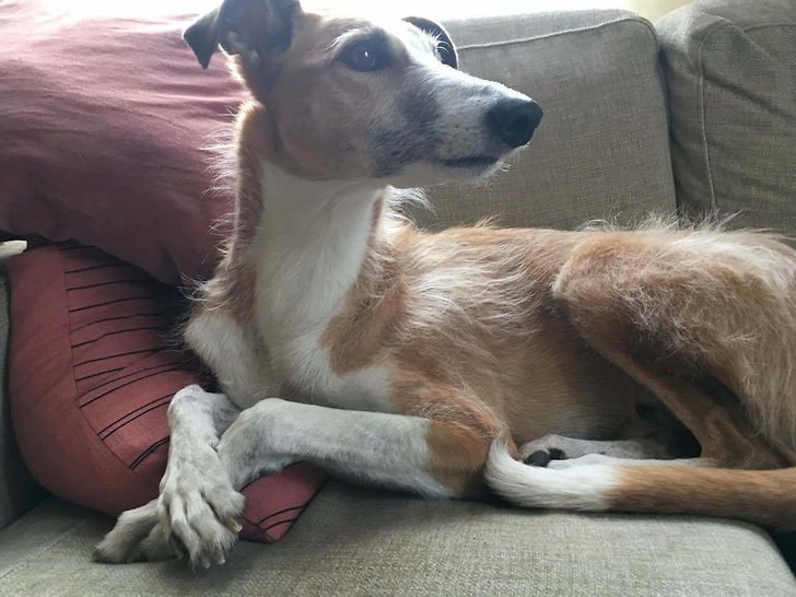 Hunden Iggy dog på Drottninggatan Hunden Iggy dog på Drottninggatan