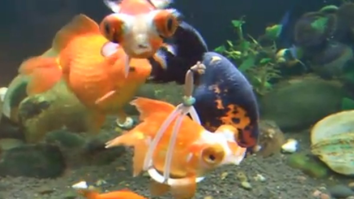 Med den här flyt-selen kan guldfisken leva ett normalt liv.