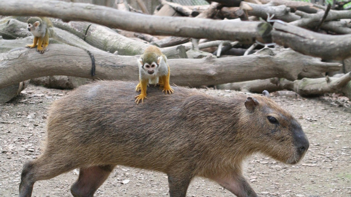 Capybaras är inte alltid kanon.