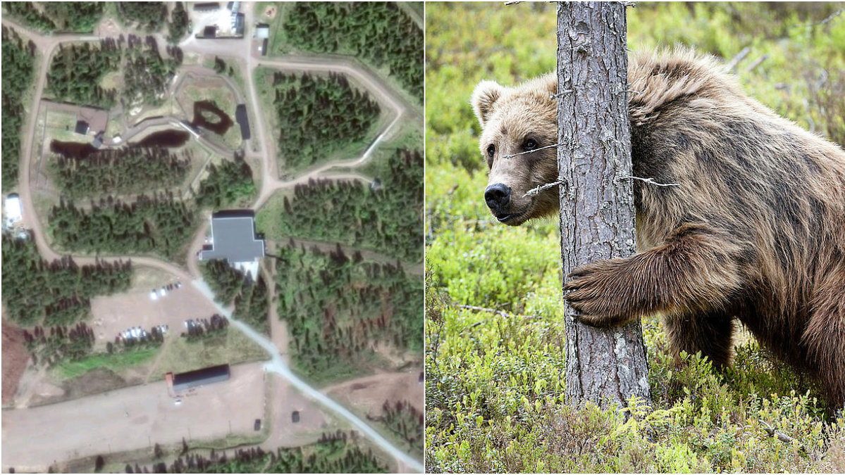 En man attackerades av en björn i Orsa Rovdjurspark. Björnen på bilden är en annan björn i samma park.
